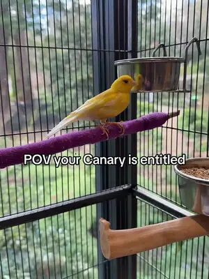She doesn’t know how good she’s got it 😒 #pet #funny #meme